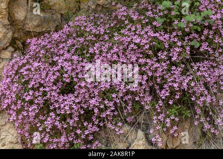 Rock soapwort, Saponaria ocymoides, in fiore sulla roccia calcarea, montagne del Vercors, Francia. Foto Stock
