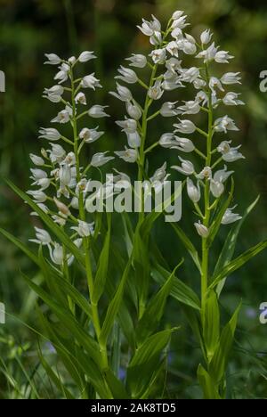 Spada-lasciava Helleborine, Cephalanthera longifolia, in fiore nel bosco aperto. Foto Stock