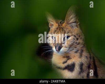 Serval Leptailurus serval captive ritratto Foto Stock