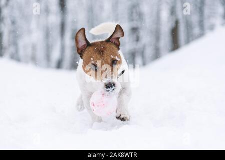 Attiva riproduzione cane fetch con sfera toy sulla neve in inverno park Foto Stock