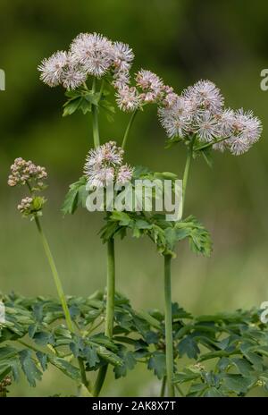 Maggiore prato-rue, Thalictrum aquilegifolium, in fiore nel prato alpino, Queyras, Francia. Foto Stock