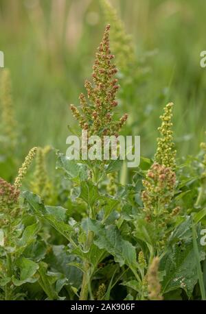 Good-King-Henry, Blitum bonus-henricus, in fiore nel selvaggio. Cresciuto anche in giardini. Foto Stock