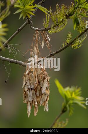 Il frassino, Fraxinus excelsior, venendo in foglie e fiori, con lo scorso anno i suoi frutti. Foto Stock