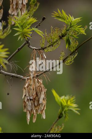 Il frassino, Fraxinus excelsior, venendo in foglie e fiori, con lo scorso anno i suoi frutti. Foto Stock