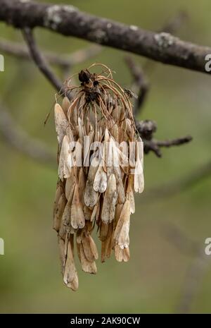 Il frassino, Fraxinus excelsior, venendo in foglia, con lo scorso anno i suoi frutti. Foto Stock