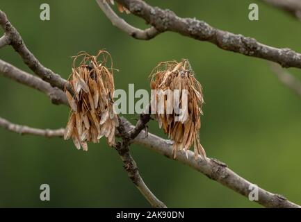 Il frassino, Fraxinus excelsior, venendo in foglia, con lo scorso anno i suoi frutti. Foto Stock