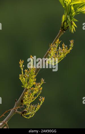 Il frassino, Fraxinus excelsior, venendo in lflower, con nuove foglie. Foto Stock