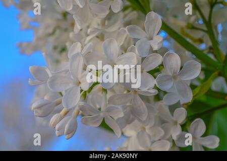 Primo piano di fiori lilla bianchi su albero, Syringa vulgaris Foto Stock