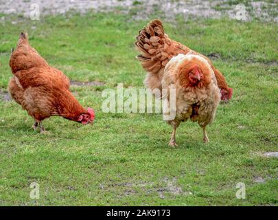 Galline di pollo domestiche nel campo, Gallus gallus addomesticus Foto Stock