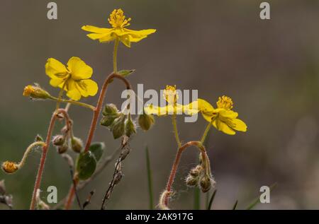 Rocce Alpine-rose, Helianthemum alpestre, in fiore in italiano delle Alpi Marittime. Foto Stock