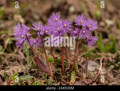 Alpine snowbell, Soldanella alpina, in fiore nelle Alpi francesi. Foto Stock