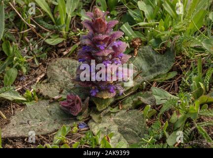 Piramidale Bugle, Ajuga pyramidalis in fiore nei prati di montagna. Foto Stock