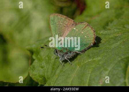 Green Hairstreak butterfly, Callophrys rubi arroccato su una foglia. Foto Stock