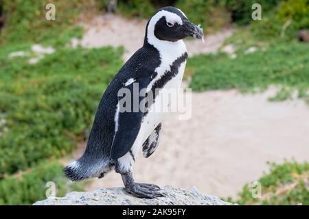 In prossimità di una solitaria South African penguin con piume nella sua bocca a Boulders Beach, Sud Africa Foto Stock