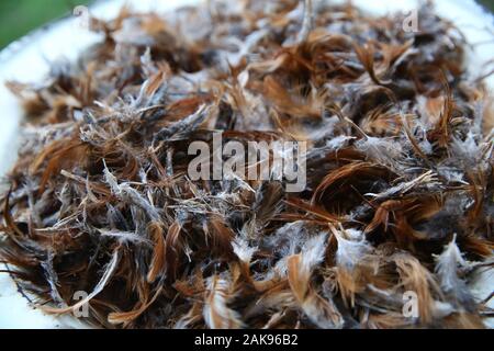 Enorme collezione di marrone piume di pollo. Piumaggio sfondo tappeti o texture. close-up di piume di pollo texture di sfondo . Foto Stock