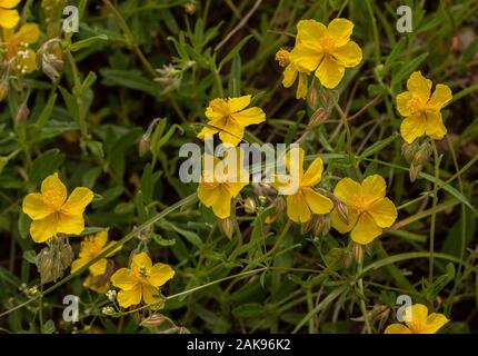 Comune di rock rose, Helianthemum nummularium Foto Stock