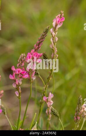 Comune sainfoin, Onobrychis viciif prato di fieno. Foraggio comune. Foto Stock