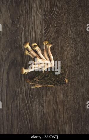 Materie di funghi chiodini "" è cresciuto su un chop di legno Foto Stock