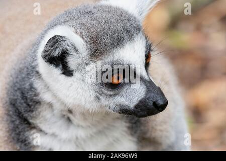 Ritratto di close-up di un anello Tailed Lemur cercando di destra Foto Stock