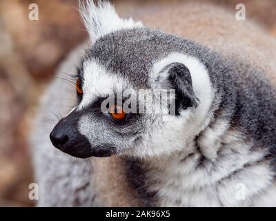 Close up di un anello Tailed Lemur guardando a sinistra Foto Stock