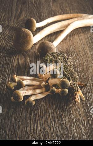 Materie di funghi chiodini "" è cresciuto su un chop di legno Foto Stock