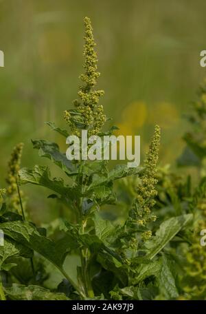 Good-King-Henry, Blitum bonus-henricus, in fiore nel selvaggio. Cresciuto anche in giardini. Foto Stock