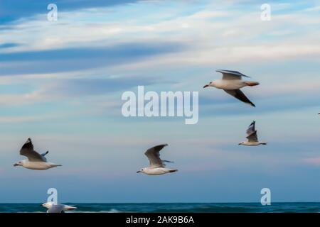 I gabbiani volano nel cielo blu sull'oceano Foto Stock
