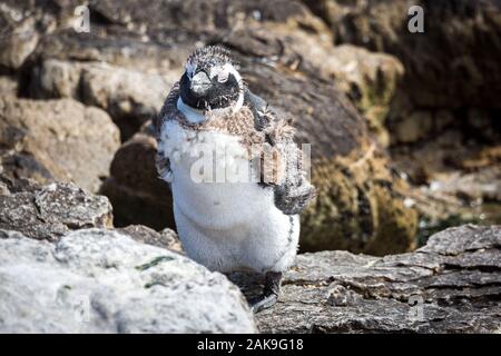 In prossimità di un pinguino africano (Spheniscus demersus), muta giovanile nel piumaggio adulto, Betty's Bay, Sud Africa Foto Stock