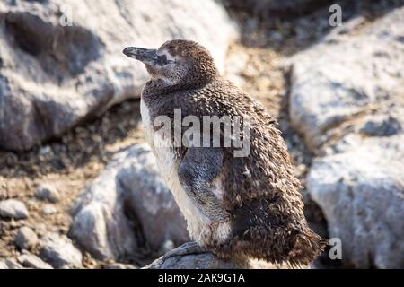 In prossimità di un pinguino africano (Spheniscus demersus), muta giovanile nel piumaggio adulto, Betty's Bay, Sud Africa Foto Stock