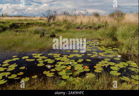 Stagni, a causa di estrazione, su La Réserve Naturelle du Pinail, con acqua bianco-gigli; Vienne, in Francia. Foto Stock