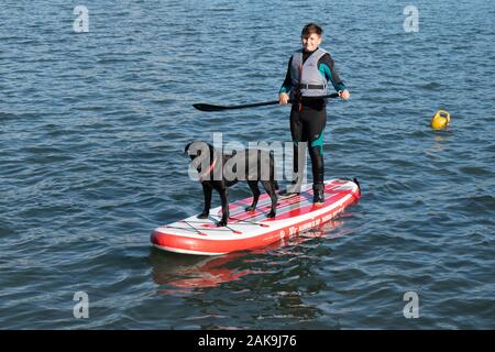 Paddle boarding giovanile con labrador nero sull'estuario di Teignmouth, Devon UK Foto Stock