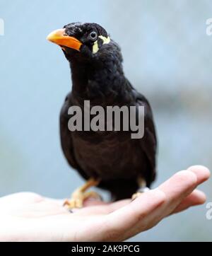 08 gennaio 2020, Meclemburgo-Pomerania, Marlow: nel parco degli uccelli la Beo 'Bea" si siede sulla mano del detentore di animali Janko Höfling. L'uccello che appartiene alla famiglia di starling ed è principalmente a casa in Asia, sarà poi coronato Zoo animale dell'anno 2020 in occasione di un evento nel parco degli uccelli. Bea di popolazione in Asia è notevolmente diminuita negli ultimi anni e alcune specie sono in via di estinzione, la Zoological Society per la specie e la conservazione della popolazione (ZGAP) ha spiegato la decisione. Foto: Bernd Wüstneck/dpa-Zentralbild/dpa Foto Stock