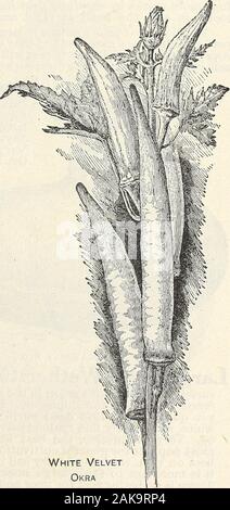 Seme 1908 annuale . ser in colline, due a threefeet oltre o in Trapani due piedi distanziati, diradamento le piante a circa un piede apartin la fila. Raccogliere i baccelli quando piuttosto verde e circa un pollice e mezzo di lunghezza. Velluto bianco -^ grande miglioramento sul vecchio bianco o verde.La pianta è di media altezza, portante un grande raccolto ofwhite, liscio baccelli che conservano la loro tenerezza fino quasi piena di dimensioni.Pkt. 5c; Oz. 10c; 3 oz. 15c; h Lb. 30c; Lb. 60c. P*"rlcin^ MAimrmfVi ho nntr T^tA impianto nana, molto presto e processo di produ-rerKinS mammotn I.ONGS roa ^^^^ ^egli baccelli sono lunghe e sottili, di colore verde intenso e rimangono dieci Foto Stock