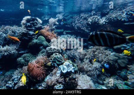 Colorate offshore subacquea rocky reef di corallo e spugne e piccoli pesci tropicali nuotare in un oceano blu Foto Stock