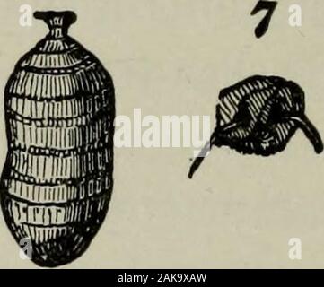 La American riformato cavallo prenota : un trattato sulle cause, i sintomi e la cura di tutte le malattie del cavallo, compreso ogni malattia peculiare di America ; che comprenda anche le informazioni complete sulla riproduzione, allevamento e la gestione progettate per uso popolare . e. Foto Stock