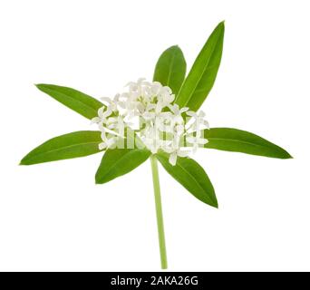 Fresche dolci woodruff isolati su sfondo bianco Foto Stock