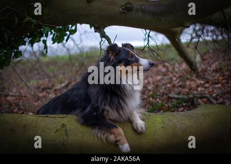 Sheltie sedette su un tronco Foto Stock