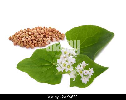 Fiori di grano saraceno con grano isolato su sfondo bianco Foto Stock