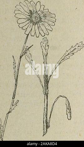 La zizzania e del tuo prossimo : parte 3 illustrato elenco descrittivo di erbacce . Yarrow. 255. gg. Margherita occhio di bue. Bulls Eye. SHERIFF rosa. (P.) crisantemo leucanthonum, L.questo vile peste europea sta diventando ma troppo bene knownthroughout negli Stati Uniti. I suoi caratteri distintivi arefully illustrato nelle allegate tavole di taglio e non necessitano di ulteriore descri-zione tranne per il fatto che le teste dei fiori sono bianchi con un profondo giallo cen-ter. L'occhio di bue si diffonde, non solo da seme,ma come il Canada Thistle, da root aswell; e potrebbe il nostro West Virginia agricoltori oncesee il solido bianco terre di prato della Northand Foto Stock