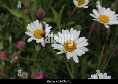 Foto di incredibili fiori bianchi primaverili in una bella giornata di sole nella bella natura Foto Stock