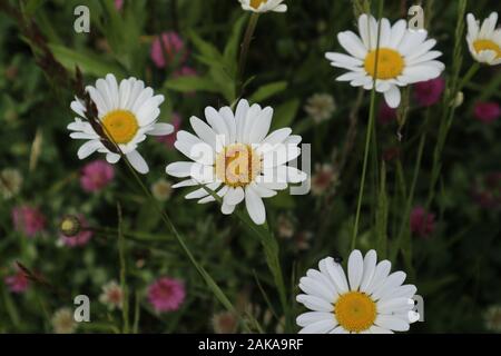 Foto di incredibili fiori bianchi primaverili in una bella giornata di sole nella bella natura Foto Stock