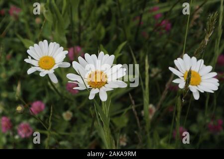 Foto di incredibili fiori bianchi primaverili in una bella giornata di sole nella bella natura Foto Stock