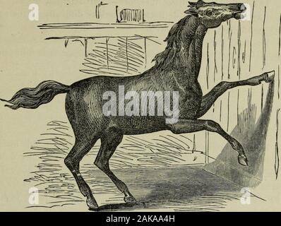 La American riformato cavallo prenota : un trattato sulle cause, i sintomi e la cura di tutte le malattie del cavallo, compreso ogni malattia peculiare di America ; che comprenda anche le informazioni complete sulla riproduzione, allevamento e la gestione progettate per uso popolare . sono, all'presentstate delle nostre conoscenze, molto oscuro. Anche in pratica umana, theauthorities sostengono che il soggetto dei sintomi e condizioni isfoil di incertezza e di presunta irregolarità. Sicuramente ci iasome costante e uniforme collegamento di caase ed effetto trala alterati stati fisici del cervello e la alterazione manifesta-ti Foto Stock