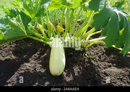 nel giardino crescono le zucchine bianche Foto Stock