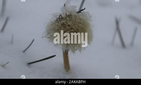 Fantastici colpi freddi invernali nel campo di campagna, bella neve e bel fiore Foto Stock