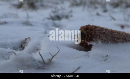 Fantastici colpi freddi invernali nel campo di campagna, neve bellissima e mais bello Foto Stock