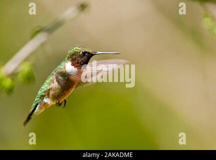 Ronzio Uccello Volare, Foto Stock