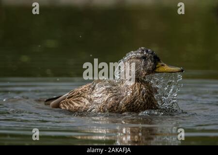 Mallard Duck Spruzzi D'Acqua Foto Stock