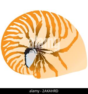 Nautilus isolato su uno sfondo bianco illustrazione vettoriale Illustrazione Vettoriale