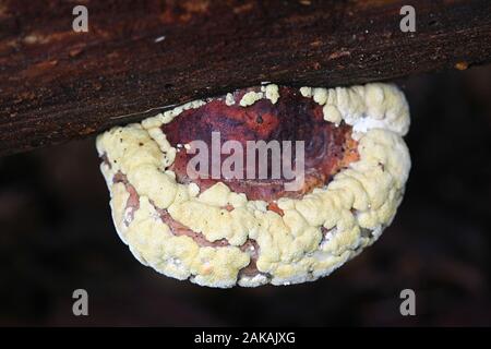 Hypocrea pulvinata, noto come cuscino color ocra, crescente sulla parte superiore del nastro rosso conk, Fomitopsis pinicola, funghi selvatici dalla Finlandia Foto Stock